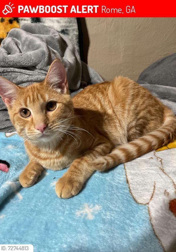 Lost Male Cat last seen Between E 16th & 17th and Crane St Sw, Rome, GA 30161