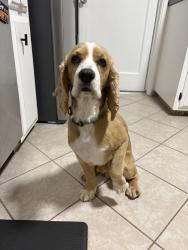 Found/Stray Male Dog last seen Glenside Drive and Revere , Concord, CA 94520