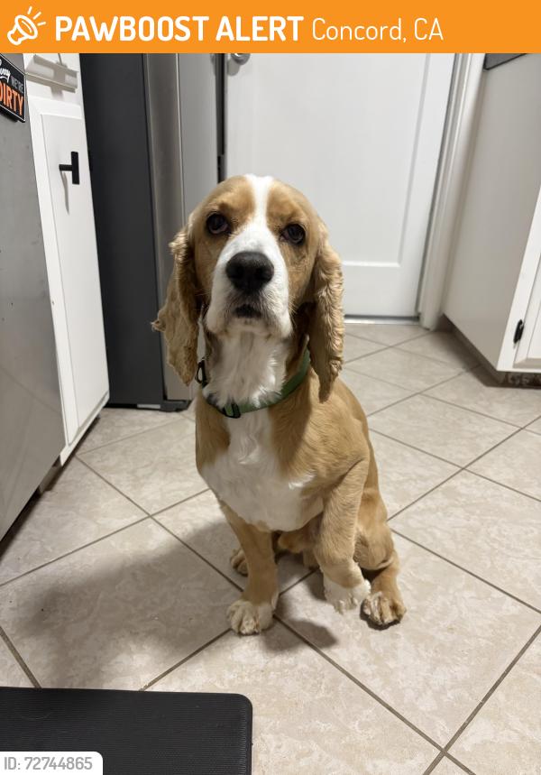 Found/Stray Male Dog last seen Glenside Drive and Revere , Concord, CA 94520