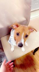 Lost Male Dog last seen Borden & Garfield , Syracuse, NY 13205