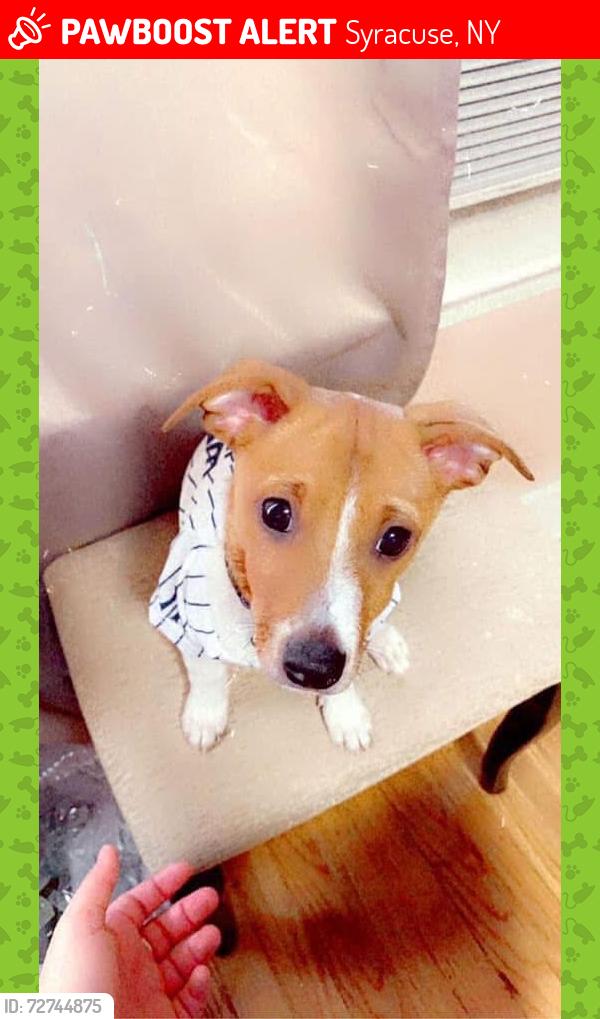 Lost Male Dog last seen Borden & Garfield , Syracuse, NY 13205