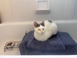 Found/Stray Female Cat last seen walmart on brookpark rd, Parma, OH 44129