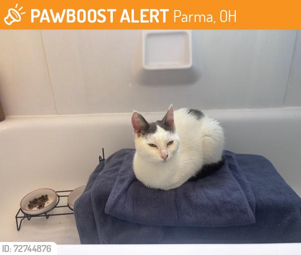 Found/Stray Female Cat last seen walmart on brookpark rd, Parma, OH 44129