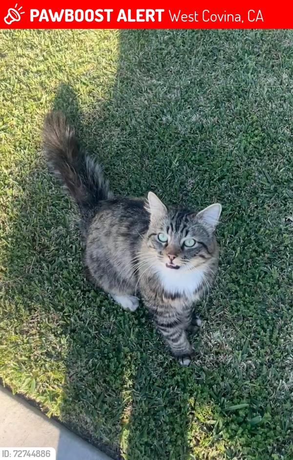 Lost Male Cat last seen W palm Dr , West Covina, CA 91790