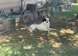 Found/Stray Male Dog last seen Central & Westfield, San Jose, CA 95128
