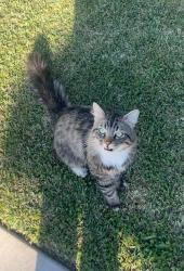 Lost Male Cat last seen W palm Dr , West Covina, CA 91790