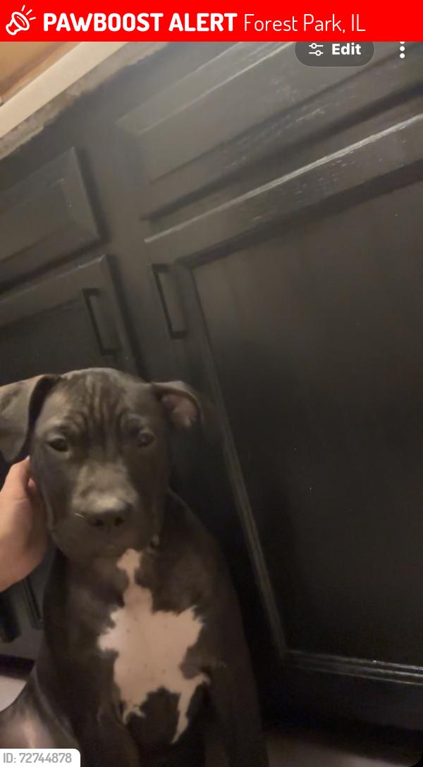 Lost Female Dog last seen Near near Austin , Forest Park, IL 60130