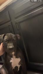 Lost Female Dog last seen Near near Austin , Forest Park, IL 60130