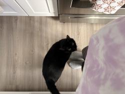 Lost Male Cat last seen Near w Broadway rd , Tempe, AZ 85282