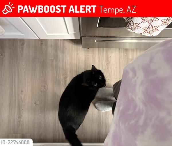 Lost Male Cat last seen Near w Broadway rd , Tempe, AZ 85282
