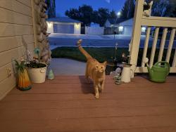 Found/Stray Unknown Cat last seen Chateau and Locust Grove, Meridian, ID 83646