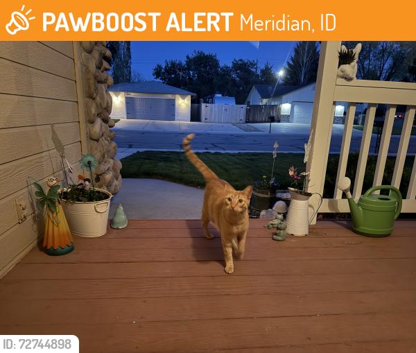 Found/Stray Unknown Cat last seen Chateau and Locust Grove, Meridian, ID 83646