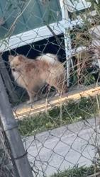 Found/Stray Unknown Dog last seen Near David st mission tx , Mission, TX 78574