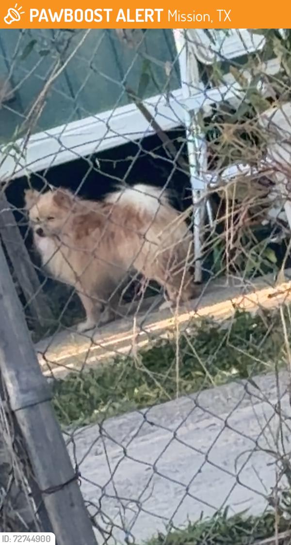 Found/Stray Unknown Dog last seen Near David st mission tx , Mission, TX 78574