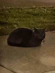 Found/Stray Unknown Cat last seen Raby Rd/E Virginia Beach Blvd, Norfolk, VA 23502