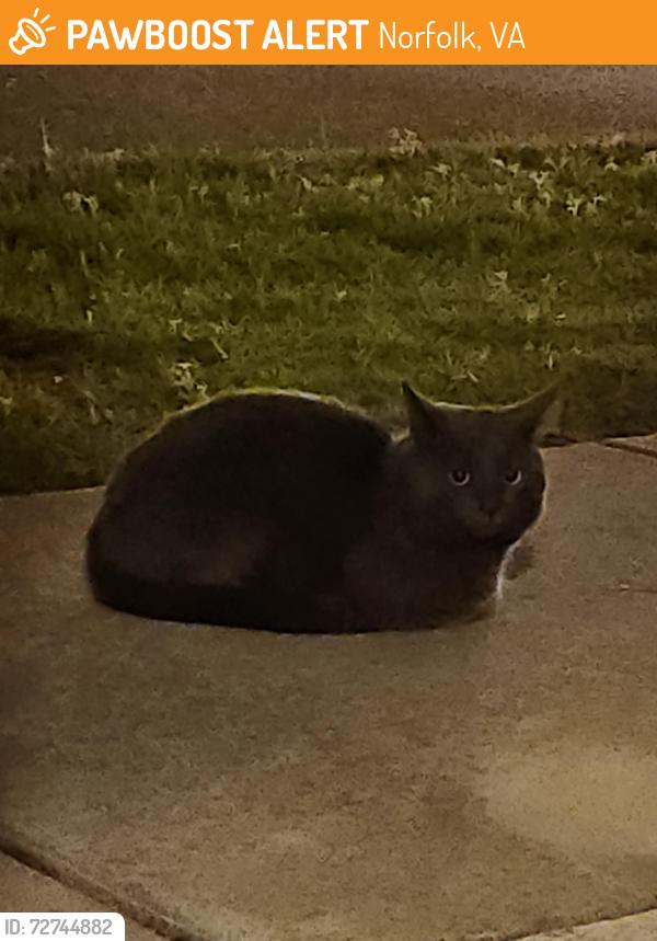 Found/Stray Unknown Cat last seen Raby Rd/E Virginia Beach Blvd, Norfolk, VA 23502