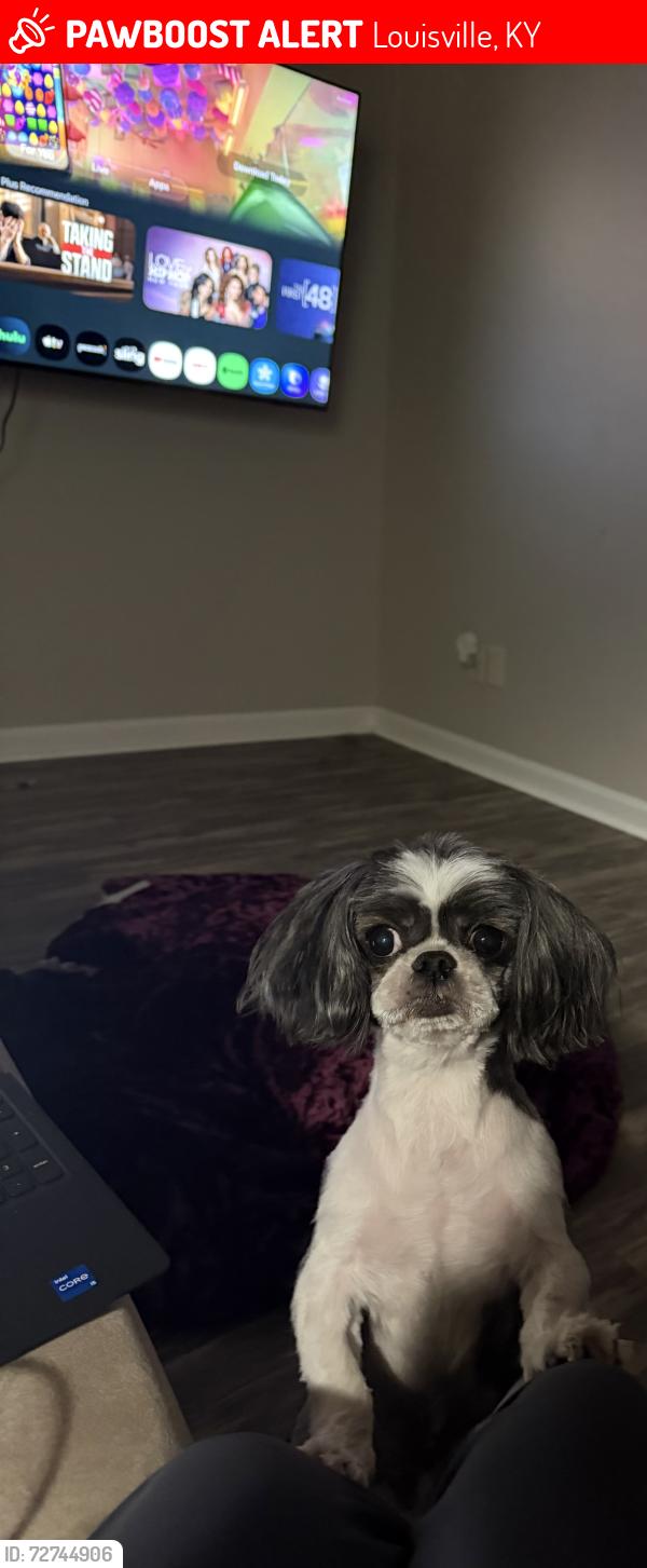 Lost Male Dog last seen 40219-40229, Louisville, KY 40219