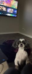 Lost Male Dog last seen 40219-40229, Louisville, KY 40219