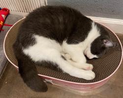 Lost Female Cat last seen Smoky Mountain Storage by WalMart, Cleveland, TN 37323