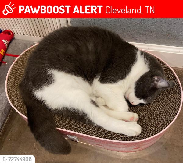 Lost Female Cat last seen Smoky Mountain Storage by WalMart, Cleveland, TN 37323