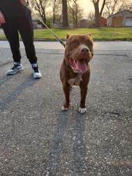 Found/Stray Male Dog last seen Miami and mill, Kansas City, KS 66105