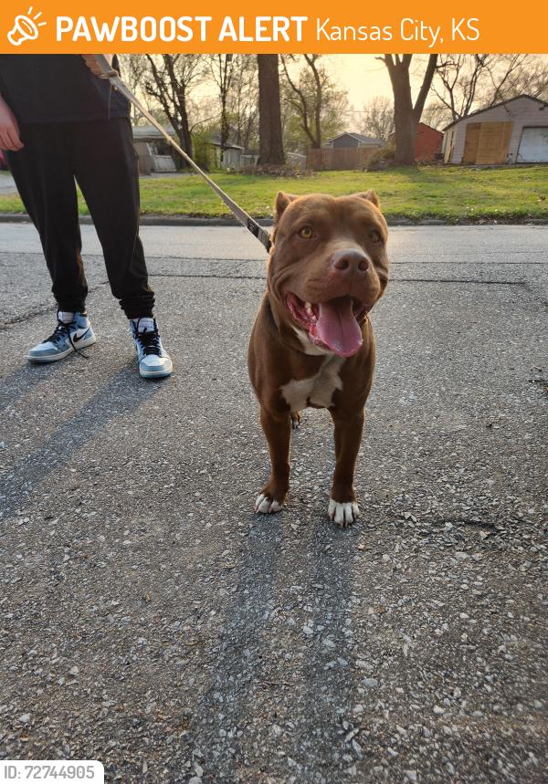 Found/Stray Male Dog last seen Miami and mill, Kansas City, KS 66105