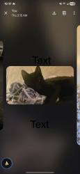 Lost Female Cat last seen Near military ave, Lyndon, KY 40242