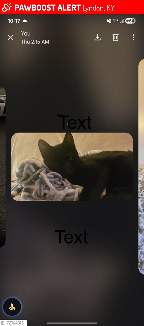 Lost Female Cat last seen Near military ave, Lyndon, KY 40242