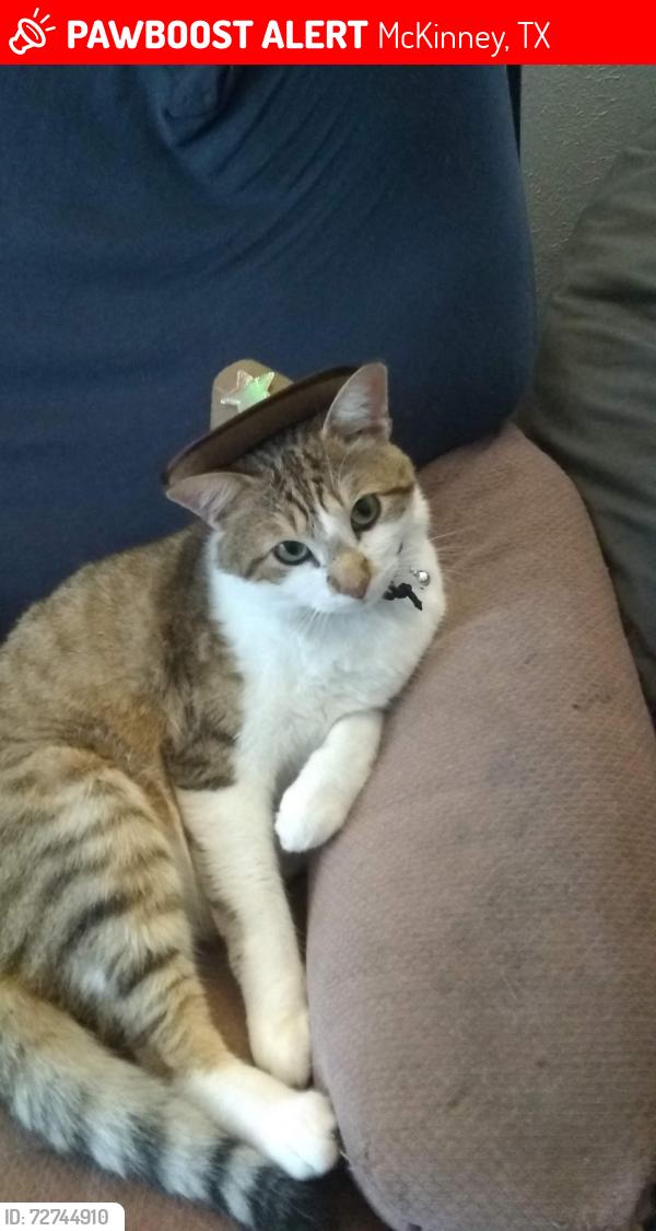 Lost Male Cat last seen Bloomdale and north hardin blvd, McKinney, TX 75071