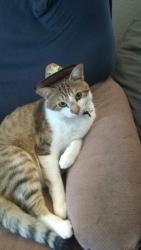 Lost Male Cat last seen Bloomdale and north hardin blvd, McKinney, TX 75071