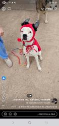 Lost Female Dog last seen Main st?, Richmond, KY 40475