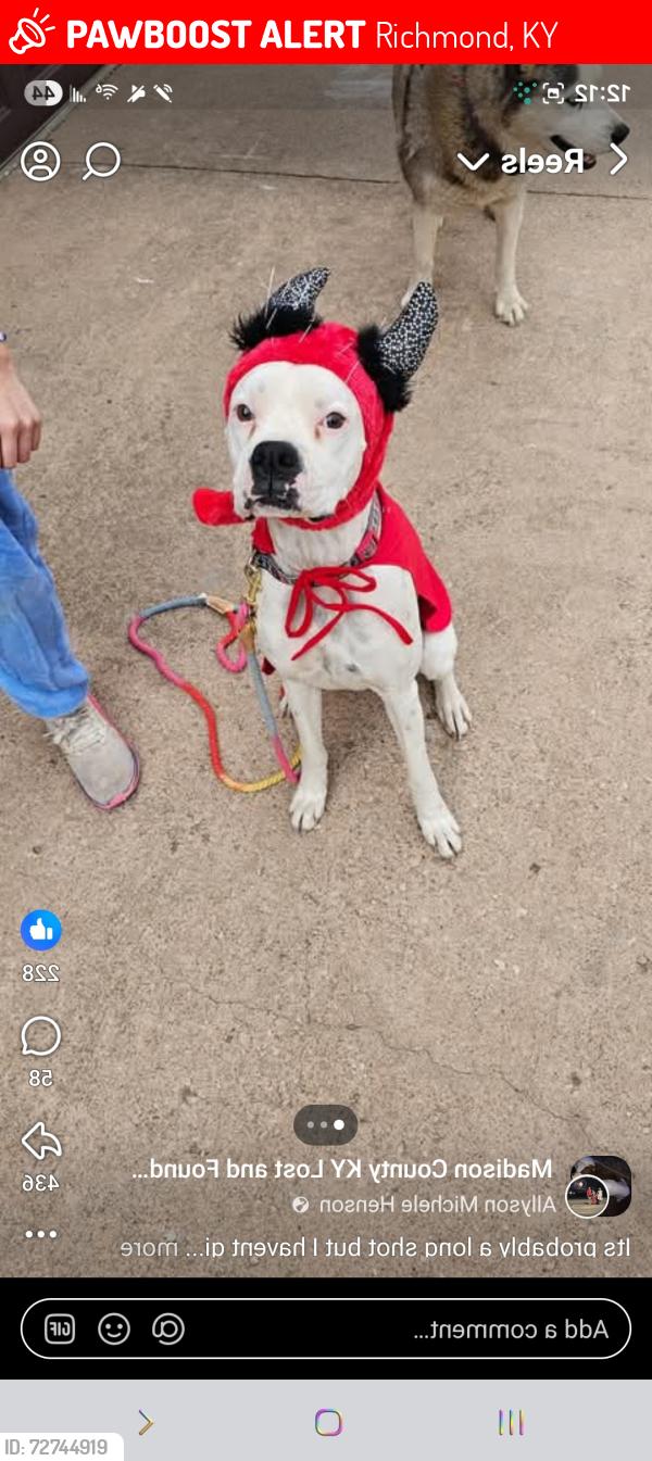 Lost Female Dog last seen Main st?, Richmond, KY 40475