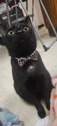 Lost Male Cat last seen Near The Minion house highway 111, highway 143, Deatsville, AL 36022