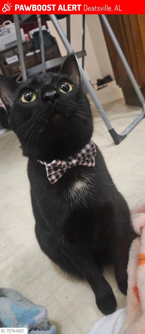 Lost Male Cat last seen Near The Minion house highway 111, highway 143, Deatsville, AL 36022