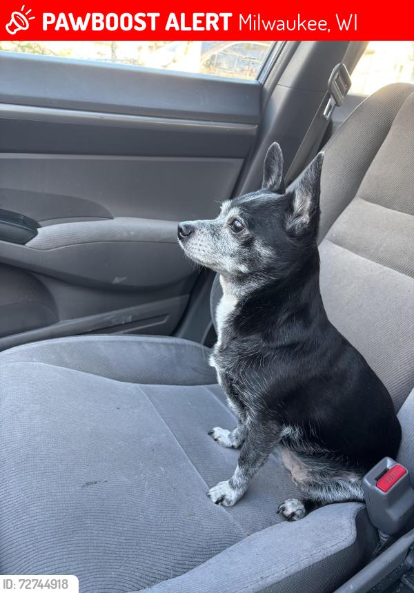 Lost Female Dog last seen 16th & Lincoln, Milwaukee, WI 53215