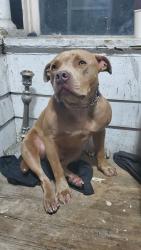 Found/Stray Male Dog last seen East 22nd st, Oakland, CA 94601