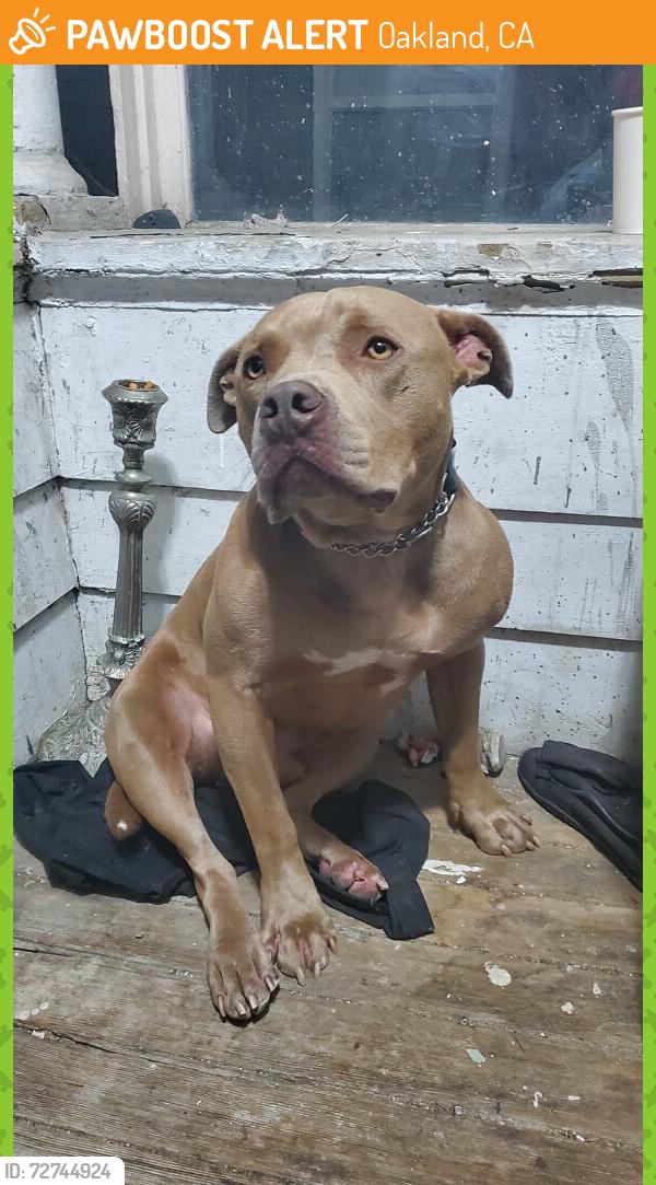 Found/Stray Male Dog last seen East 22nd st, Oakland, CA 94601