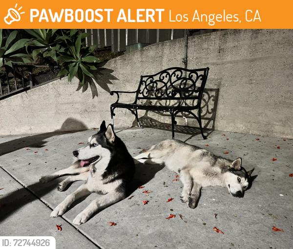 Found/Stray Unknown Dog last seen 7th and Santa Fe, Los Angeles, CA 90021