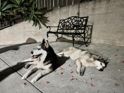 Found/Stray Unknown Dog last seen 7th and Santa Fe, Los Angeles, CA 90021