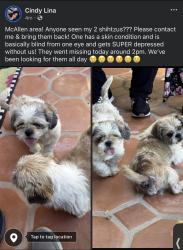 Lost Male Dog last seen Pecan and 4th, McAllen, TX 78501