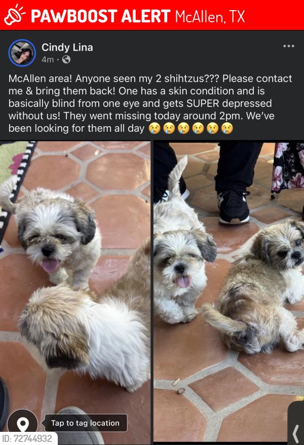 Lost Male Dog last seen Pecan and 4th, McAllen, TX 78501