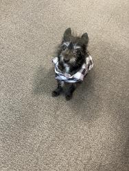Lost Male Dog last seen Livernois 7 mile , Detroit, MI 48203