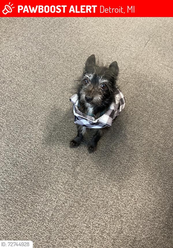 Lost Male Dog last seen Livernois 7 mile , Detroit, MI 48203