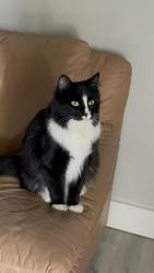 Lost Female Cat last seen N flamenco drive and banff lane , Phoenix, AZ 85053