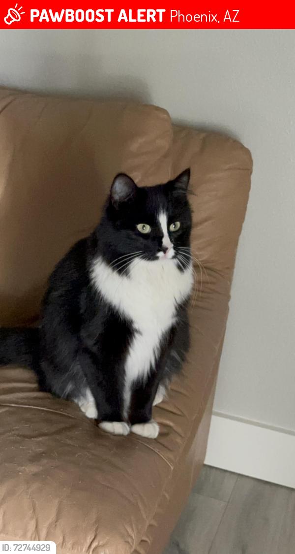 Lost Female Cat last seen N flamenco drive and banff lane , Phoenix, AZ 85053