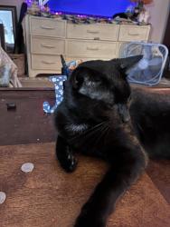 Lost Male Cat last seen Near 21ST Street SW, Vero Beach, FL 32962