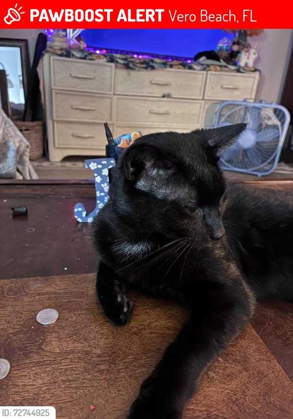 Lost Male Cat last seen Near 21ST Street SW, Vero Beach, FL 32962