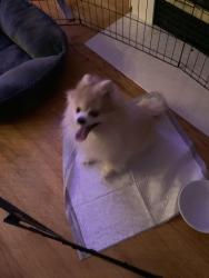 Found/Stray Female Dog last seen 71st street court sw. Lakewood Wa 98498, Lakewood, WA 98498