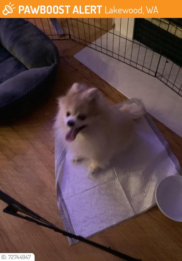 Found/Stray Female Dog last seen 71st street court sw. Lakewood Wa 98498, Lakewood, WA 98498