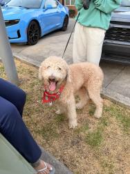 Found/Stray Male Dog last seen Paul huff Pkwy, Cleveland, TN 37312